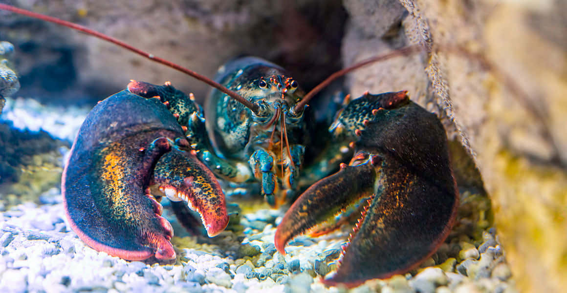 Delightful Lobster