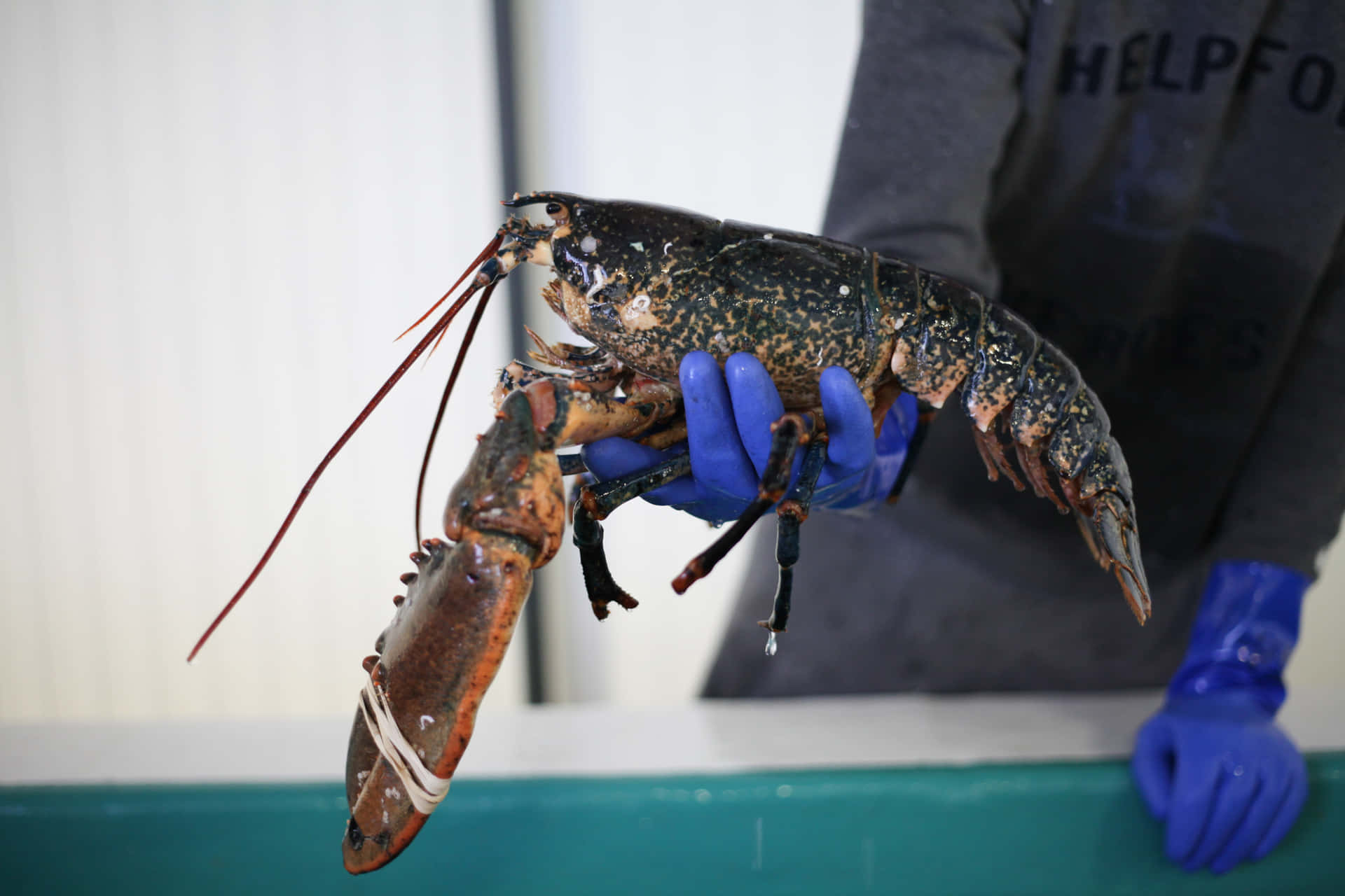 A succulent Red Rock Lobster, freshly caught and ready to be cooked
