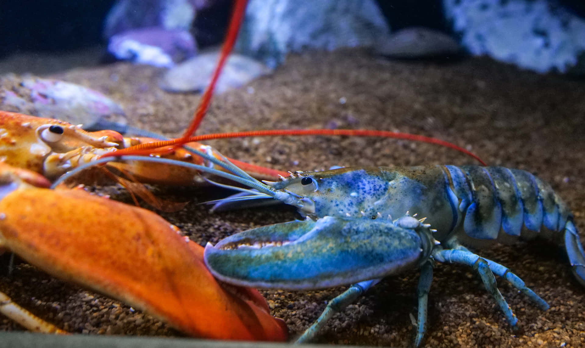Get your claws on some delicious lobster