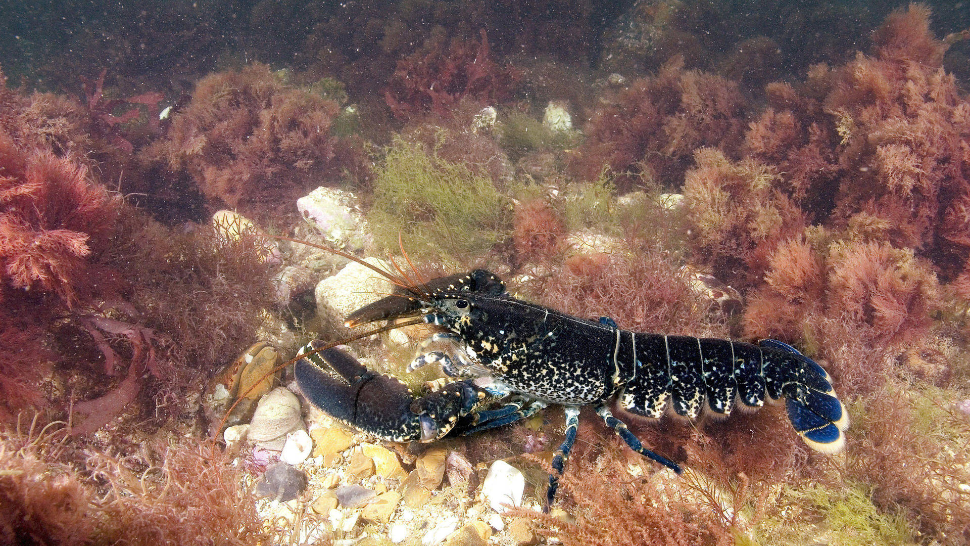 Lobster With Black Carapace