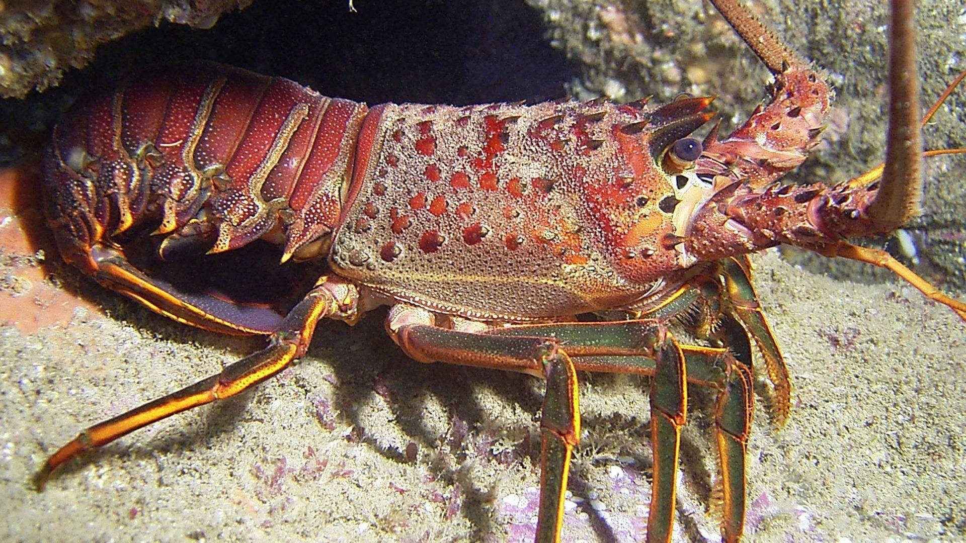 Lobster With Dark Green Legs Wallpaper
