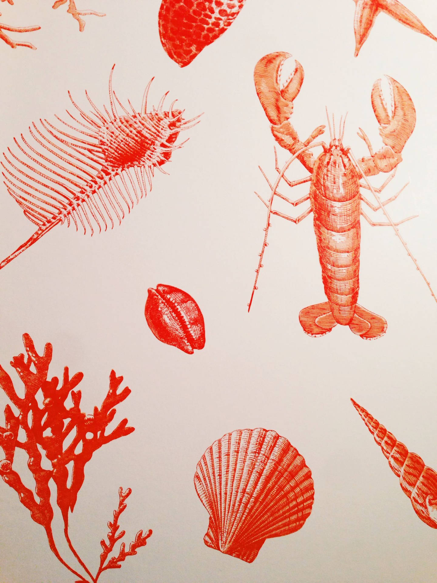 Lobster With Marine Animals Wallpaper