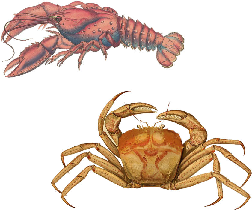 Lobsterand Crab Illustration PNG