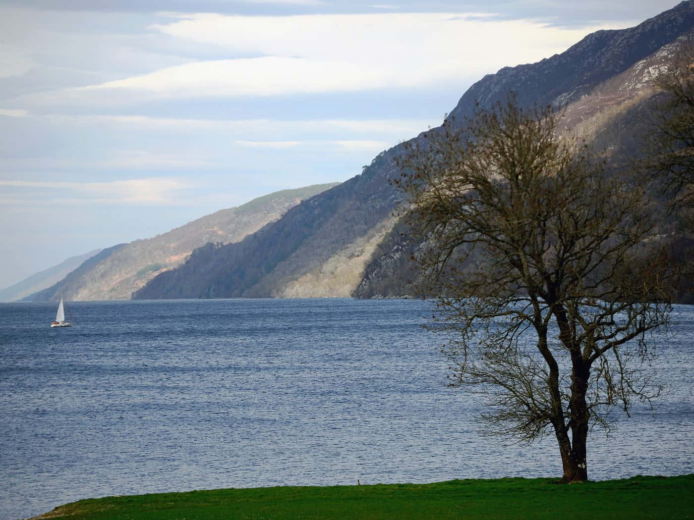 Árboldel Lago Loch Ness Fondo de pantalla