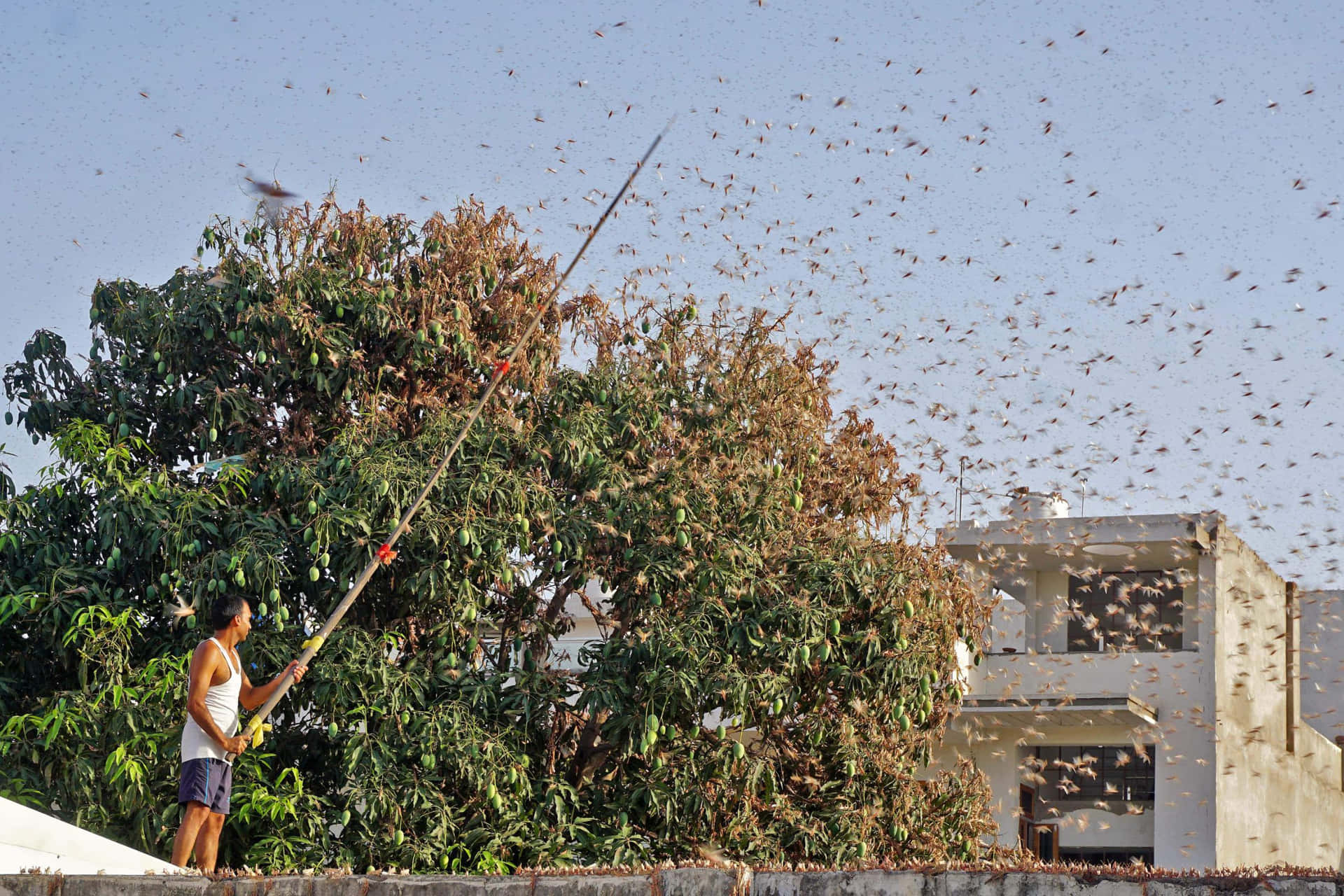 Locust Swarm Attackon Crops Wallpaper