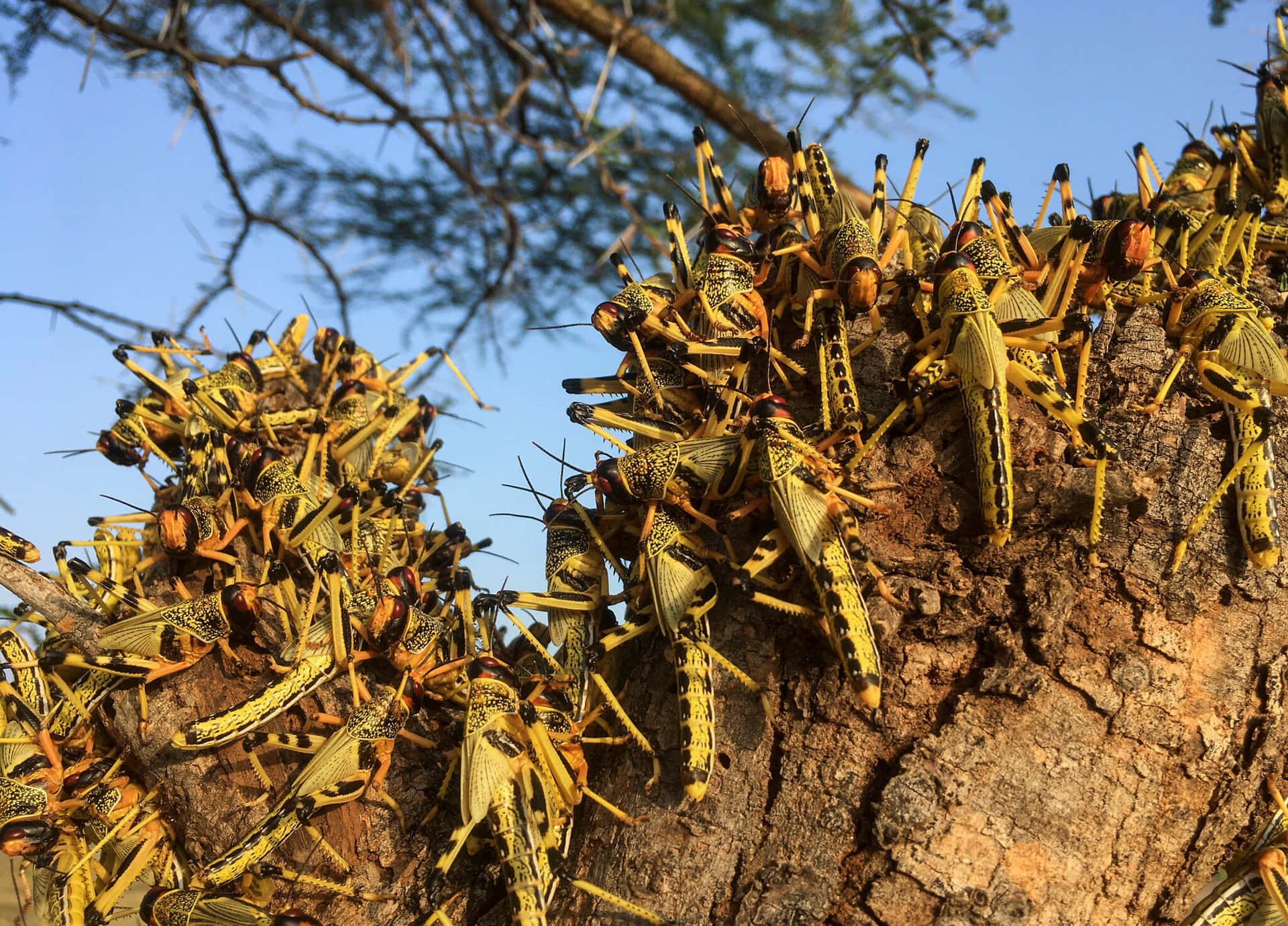 Locust Swarmon Tree Wallpaper
