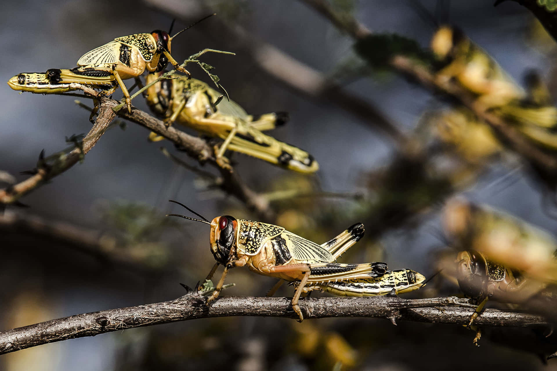 Locusts Perchedon Branches Wallpaper