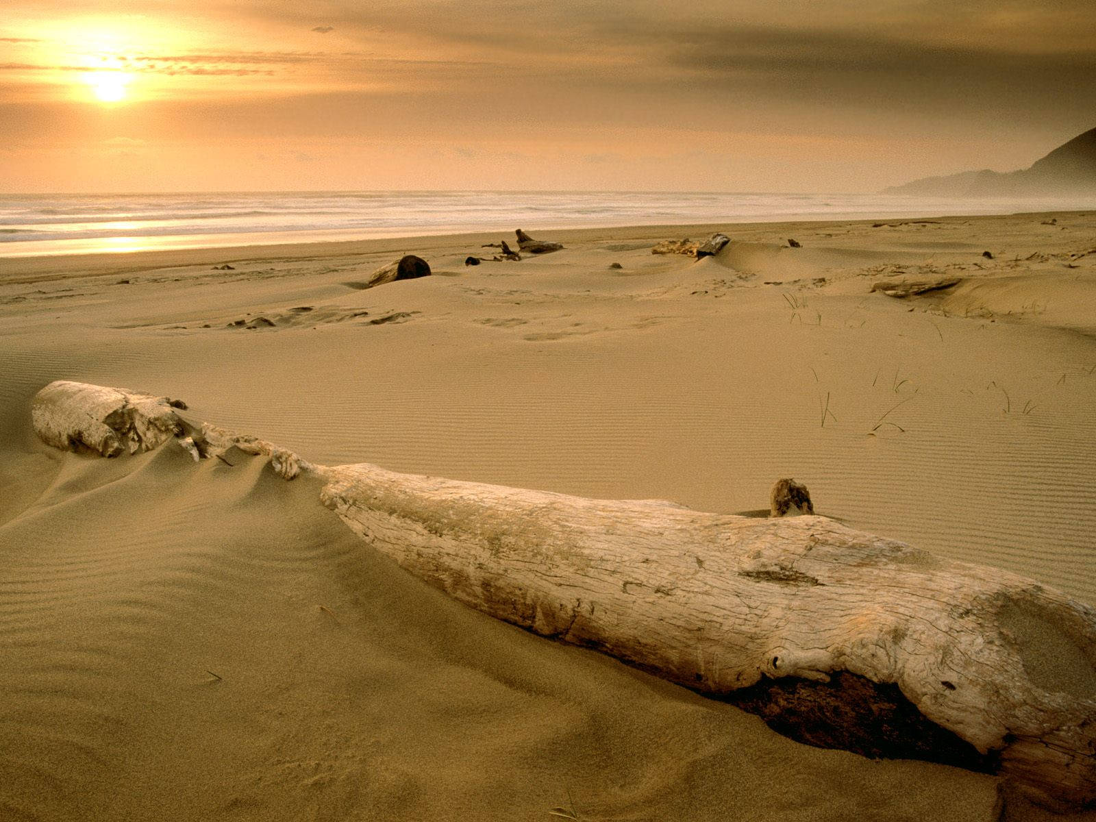 Log On Sand Beach Desktop Wallpaper