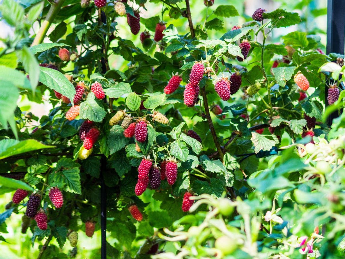 Scenic view of Loganberries in a lush landscape Wallpaper