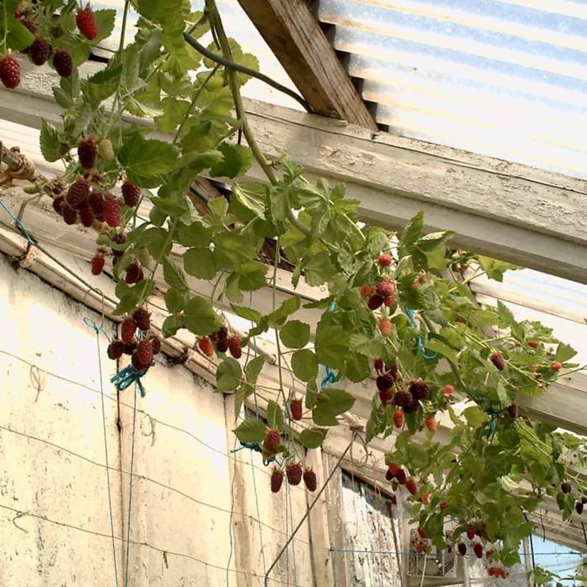 A lush greenhouse filled with ripe loganberries Wallpaper