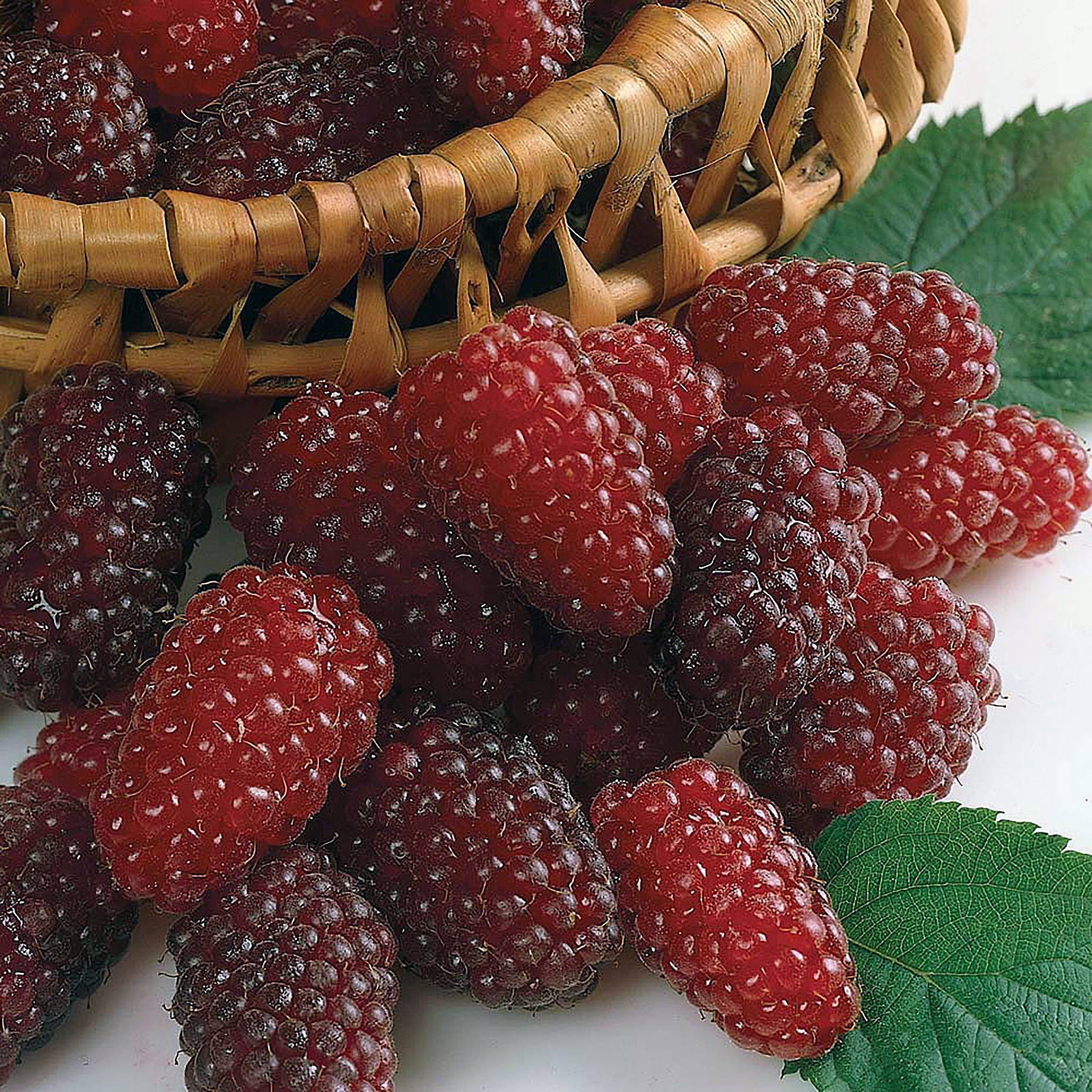 Loganberries On A Basket Wallpaper