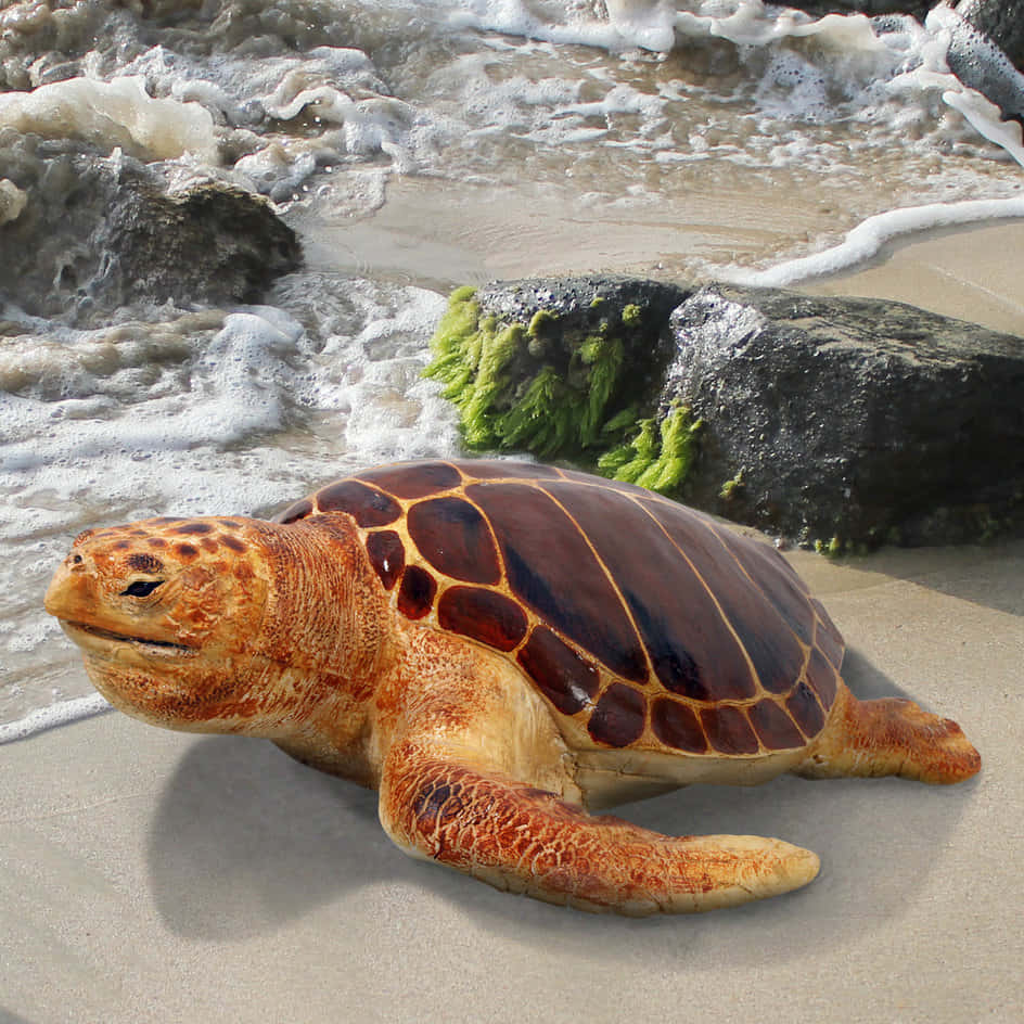 Loggerhead Sea Turtle On Beach Wallpaper