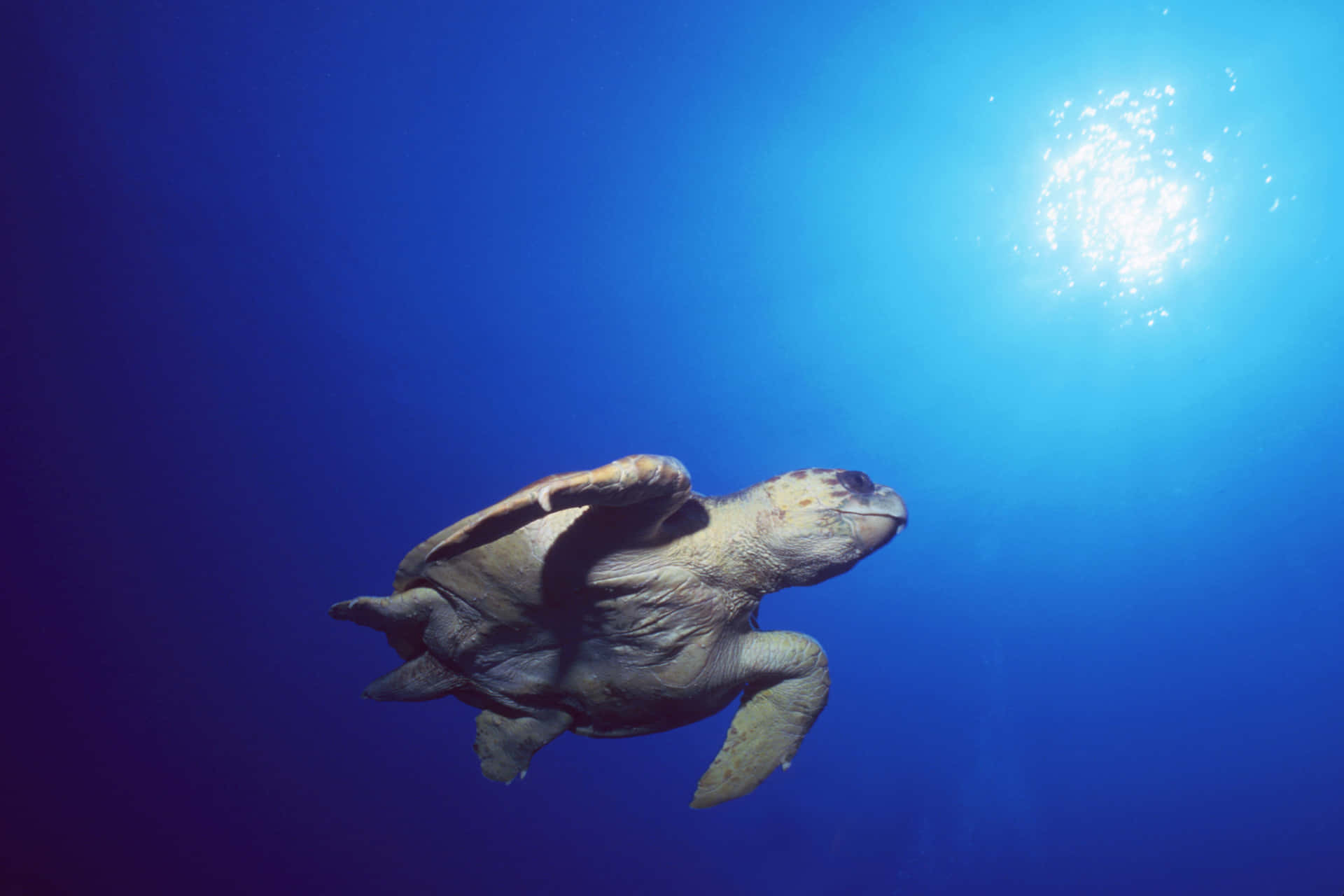 Kura-kura Loggerhead Menyelam Di Bawah Sinar Matahari Wallpaper