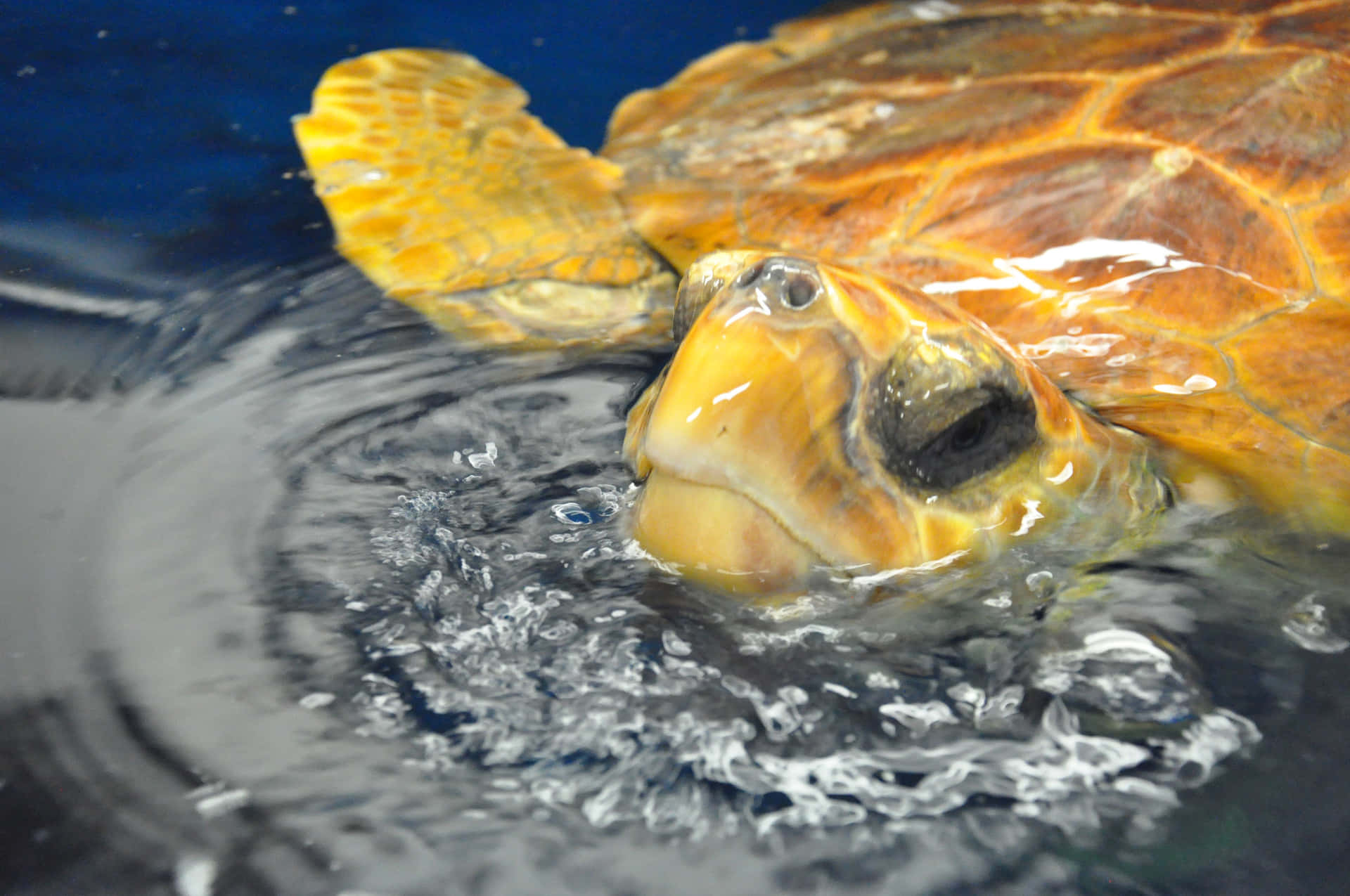 Loggerhead Sea Turtle Surfacing Wallpaper