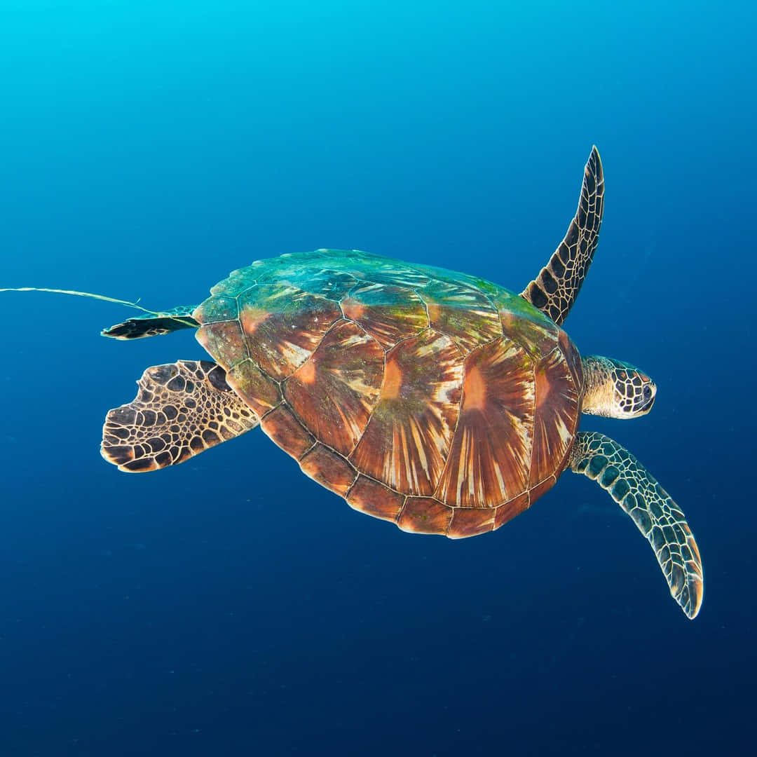 Loggerhead Sea Turtle Swimming Blue Ocean Wallpaper