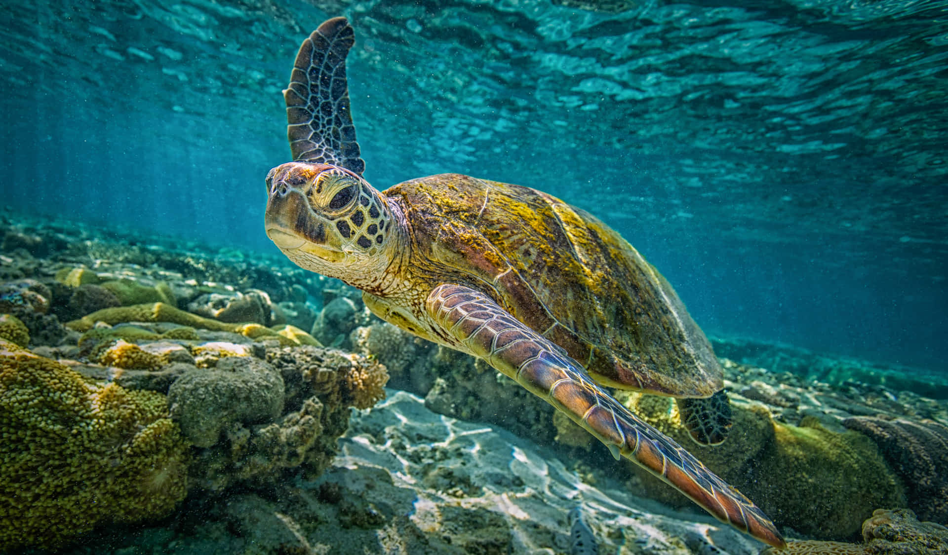 Loggerhead Sea Turtle Swimming Wallpaper