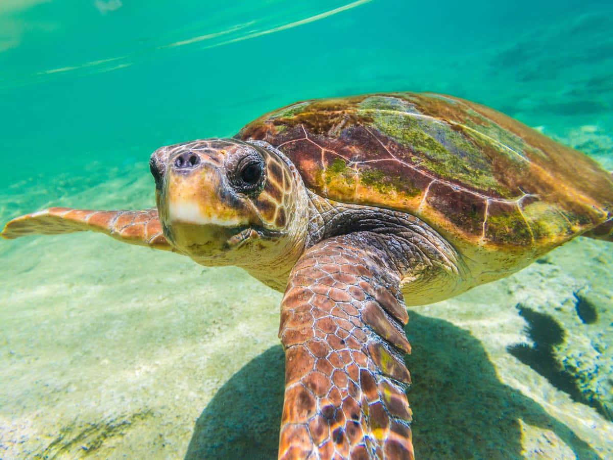 Loggerhead Sea Turtle Swimming Wallpaper