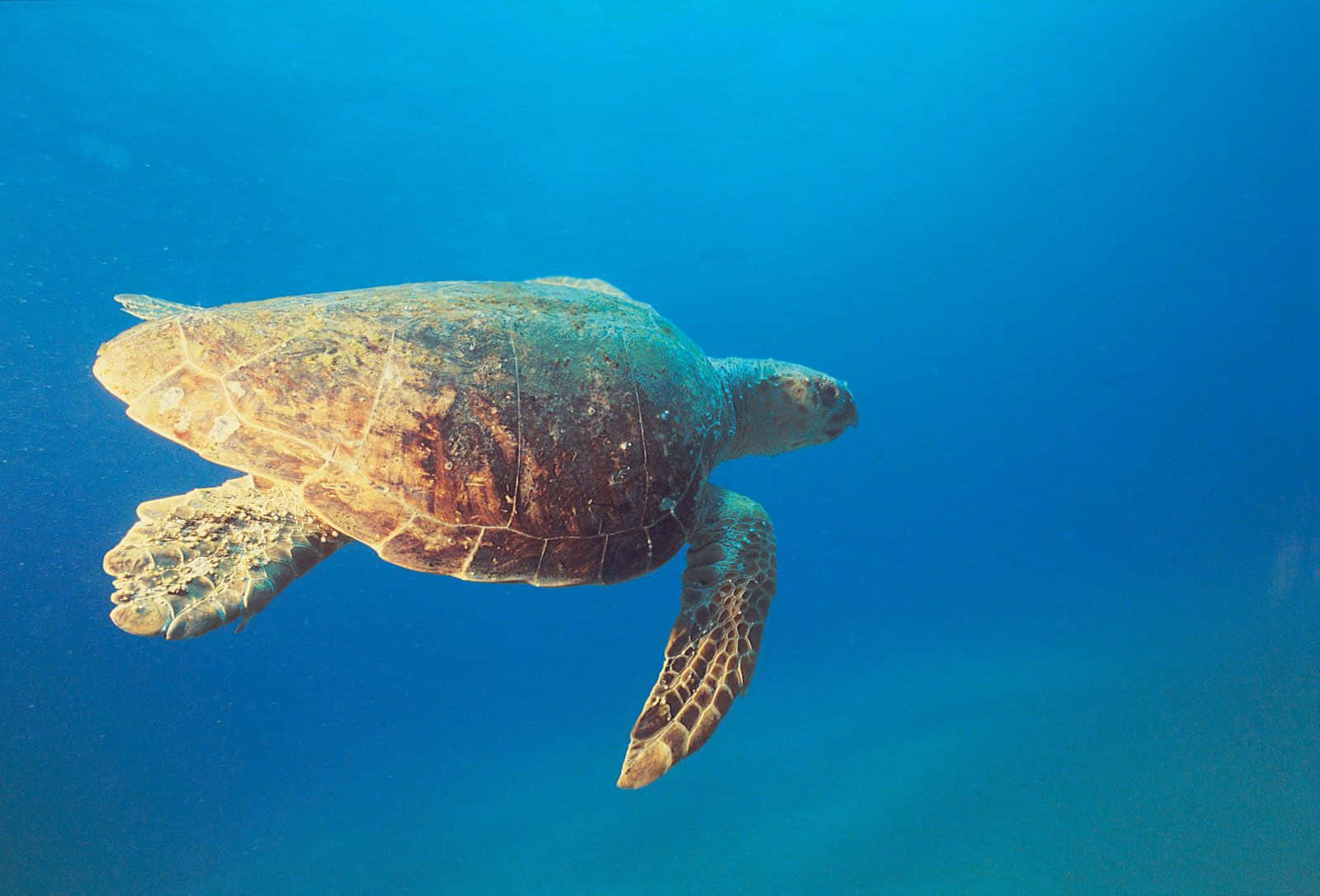 Loggerhead Sea Turtle Swimming Underwater Wallpaper