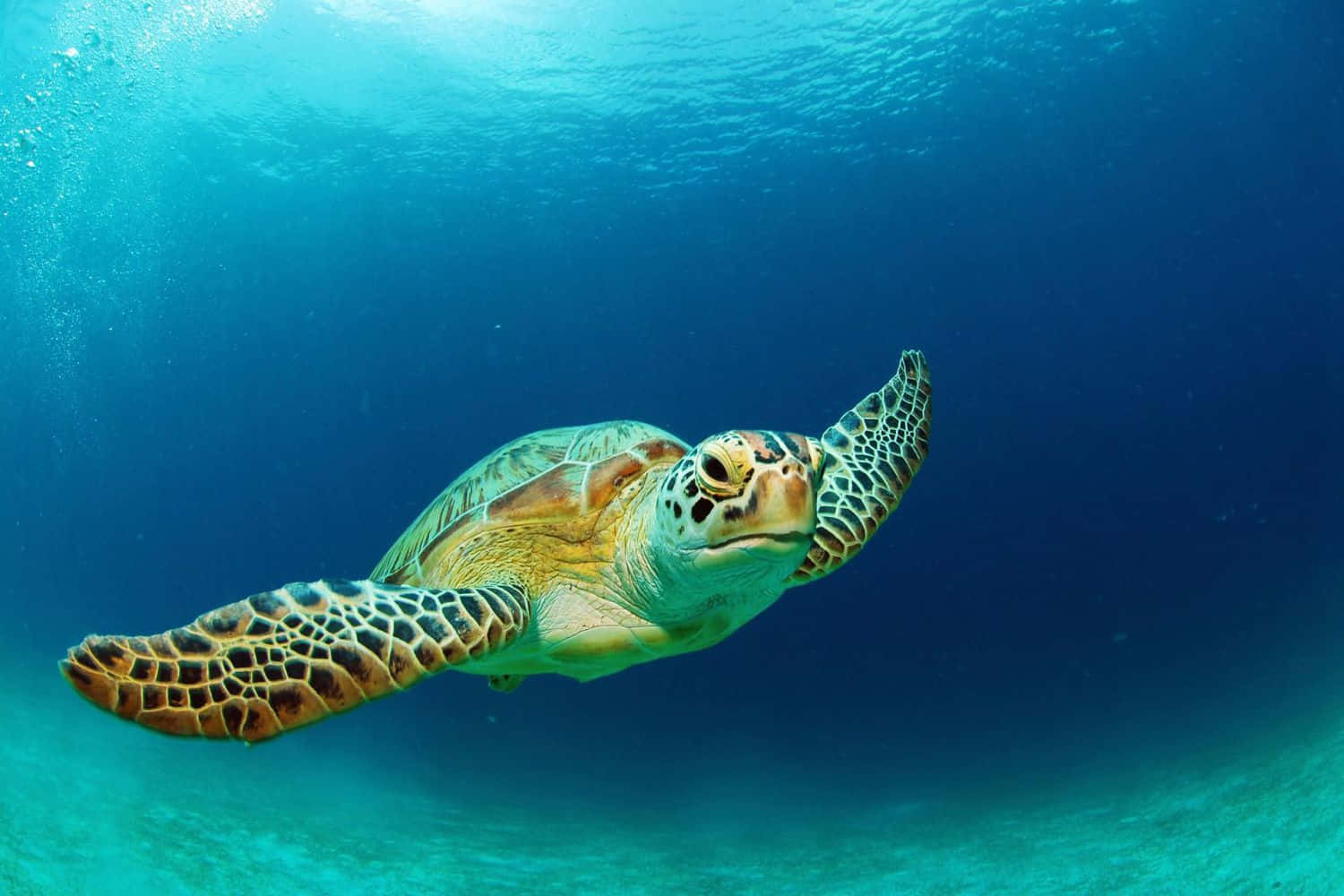Loggerhead Sea Turtle Swimming Underwater.jpg Wallpaper