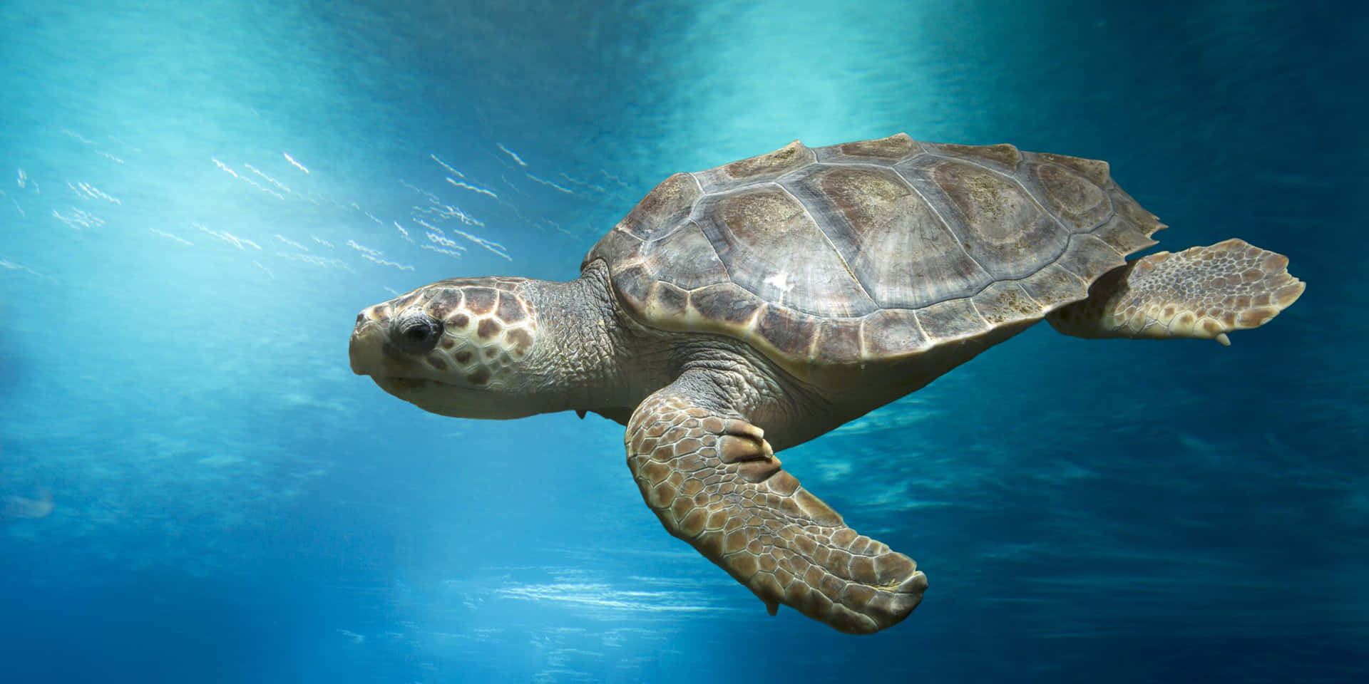 Loggerhead Havskilpadde Svømmer Under Vann Bakgrunnsbildet