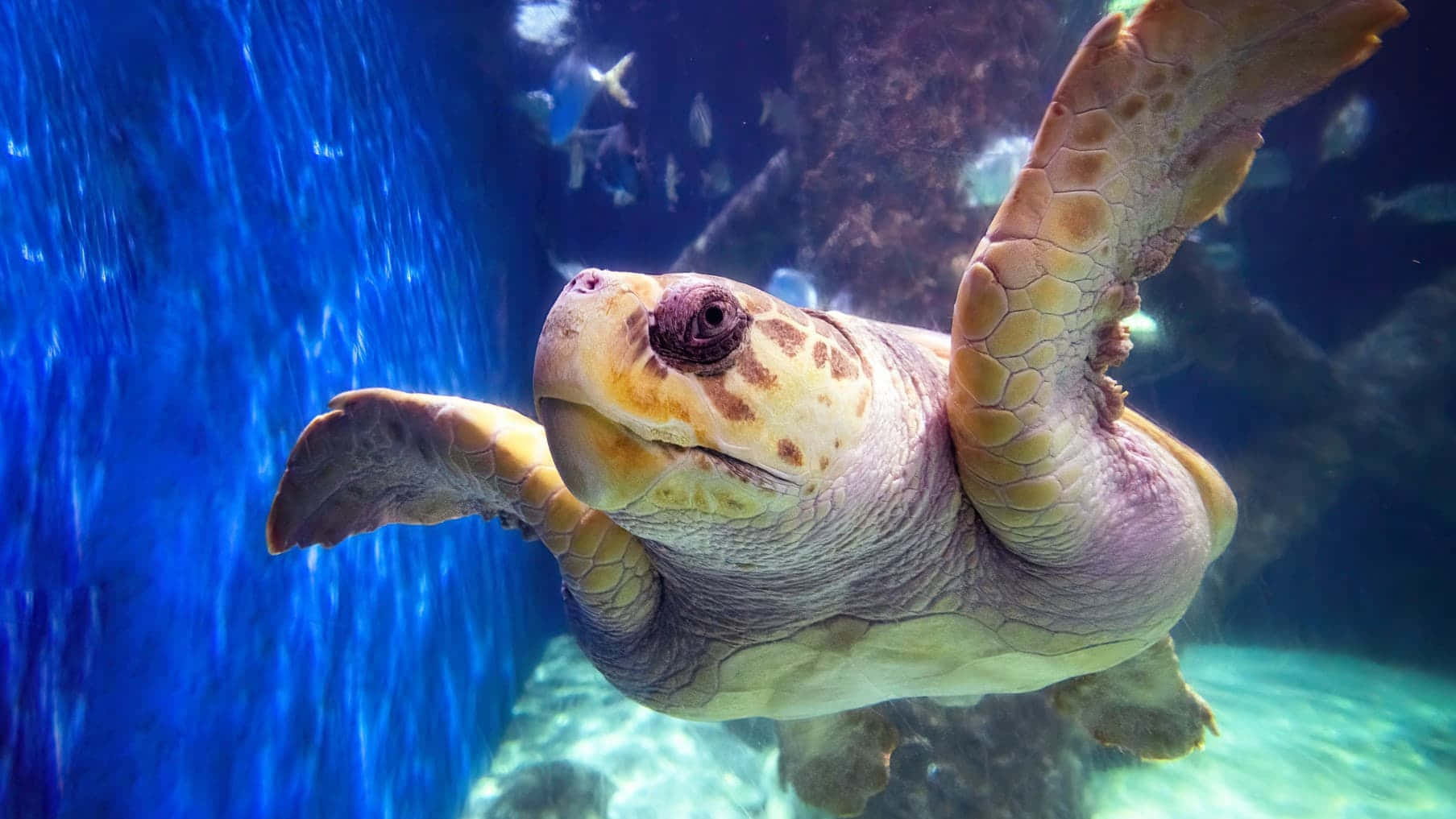 Loggerhead Sea Turtle Swimming Underwater.jpg Wallpaper