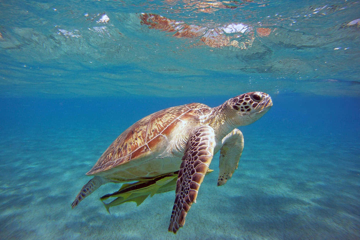 Loggerhead Sea Turtle Swimming Underwater Wallpaper