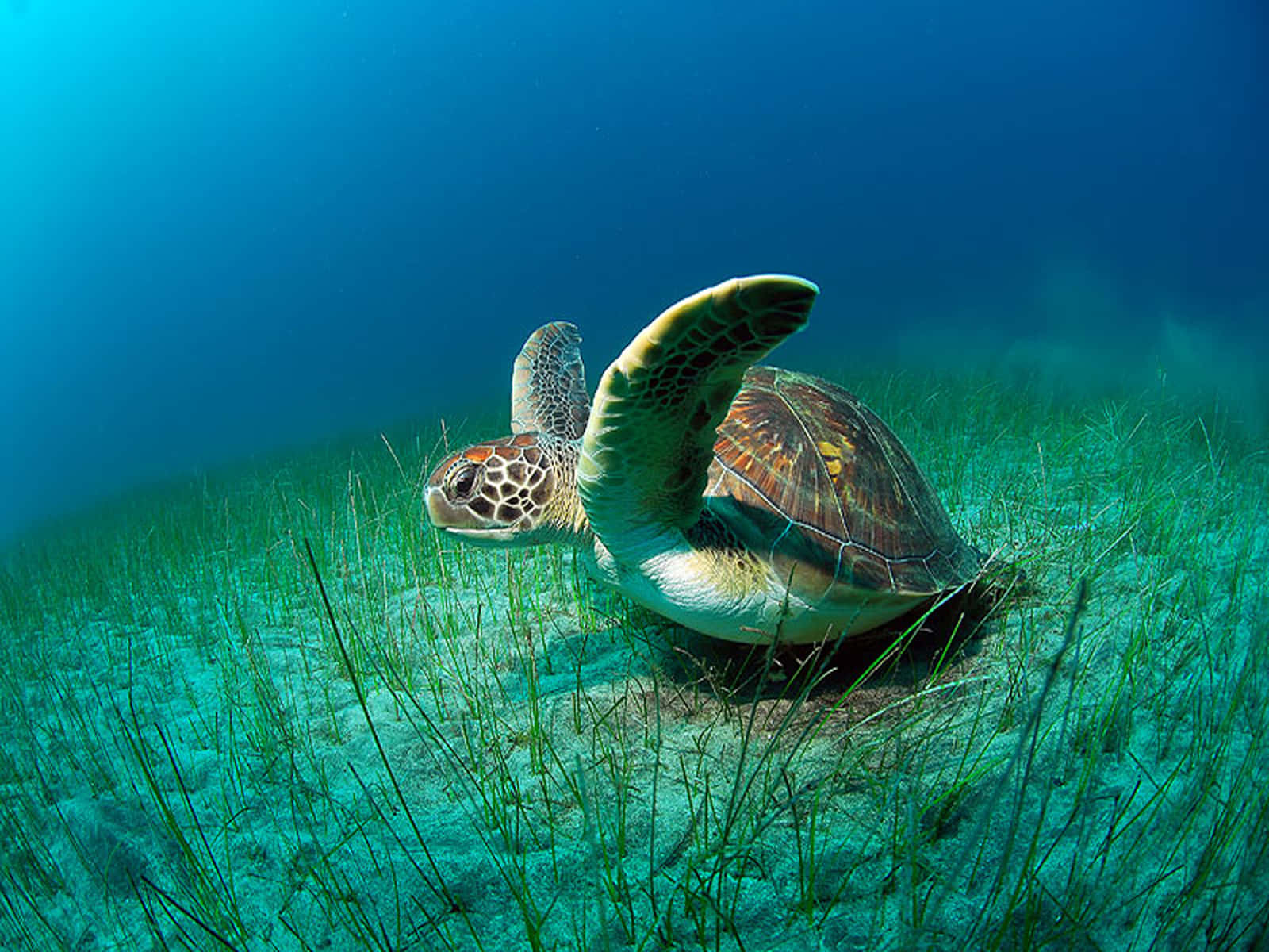Loggerhead Sea Turtle Underwater Wallpaper