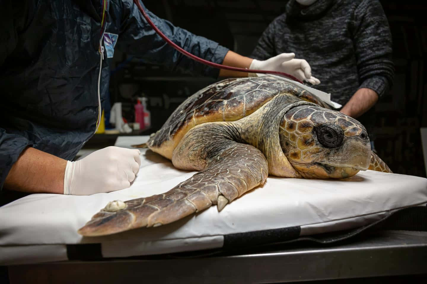 Loggerhead Sea Turtle Veterinary Care Wallpaper