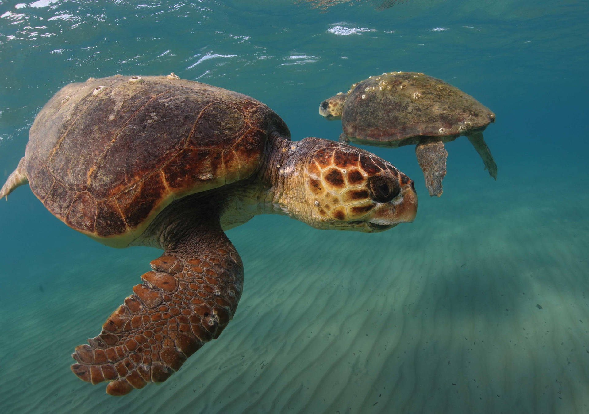 Loggerheadsea Water Turtle Fotografi (dator- Eller Mobilbakgrund) Wallpaper