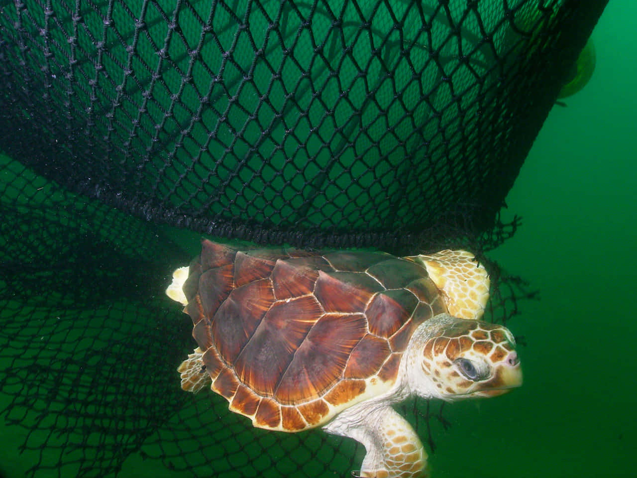 Loggerhead Turtle Near Fishing Net Wallpaper