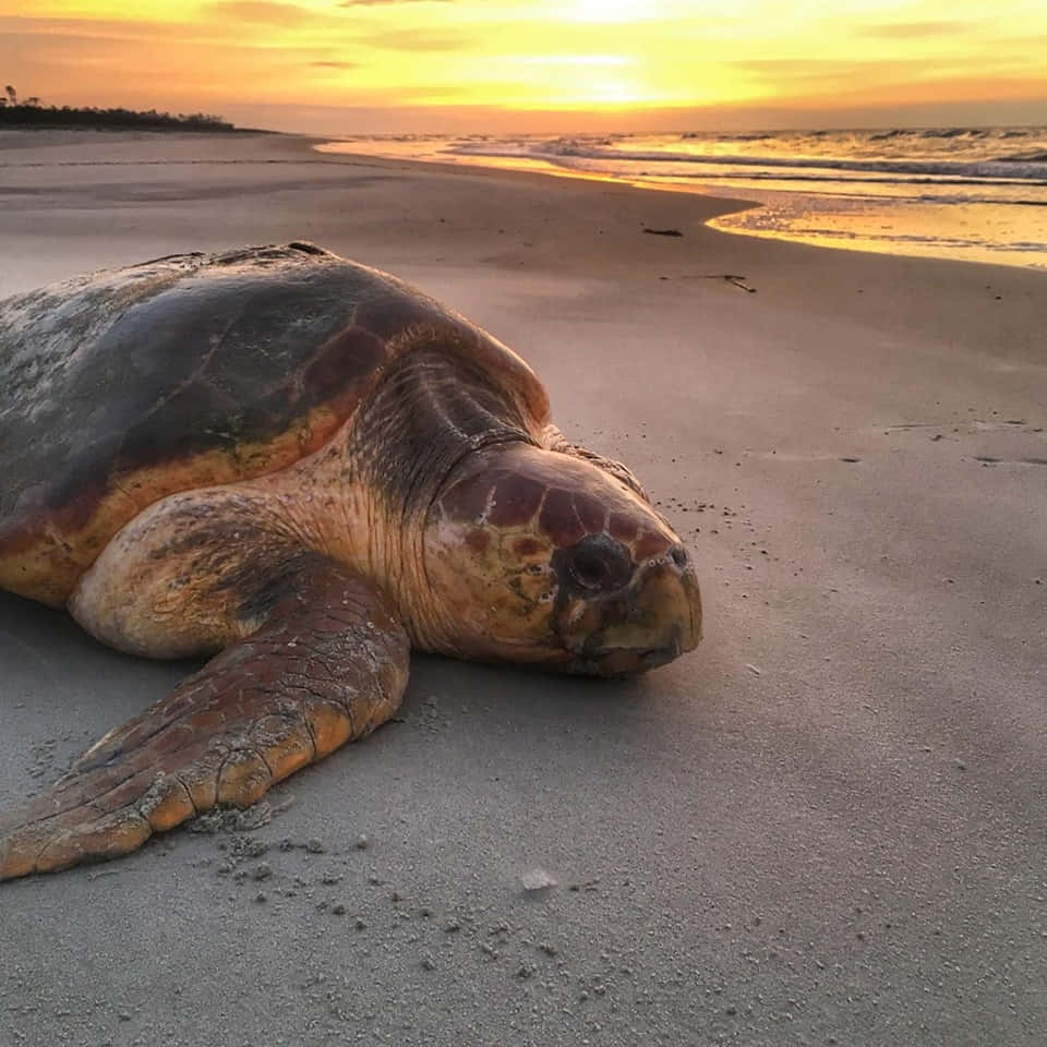 Kura-kura Loggerhead Di Pantai Saat Matahari Terbit Wallpaper