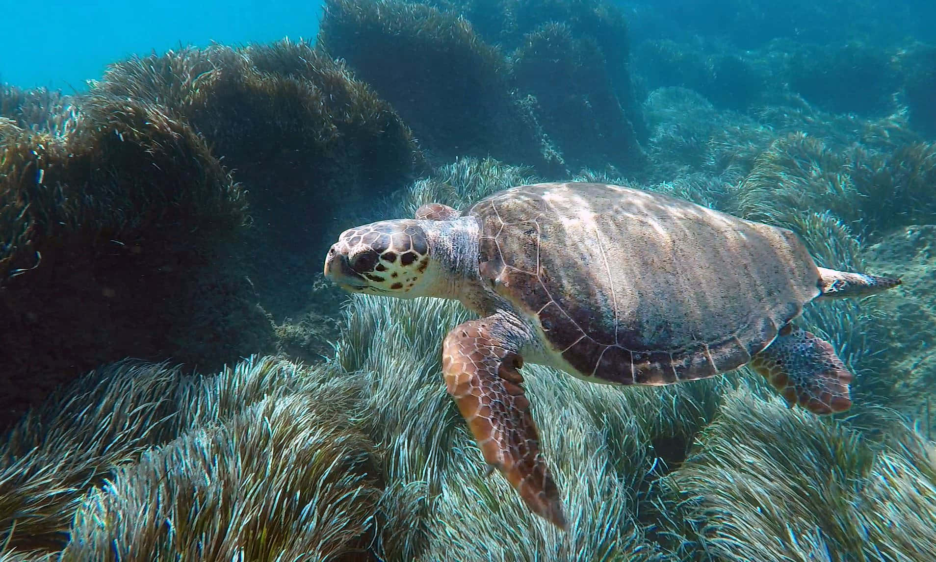 Kura-kura Loggerhead Berenang Di Atas Hamparan Rumput Laut Wallpaper