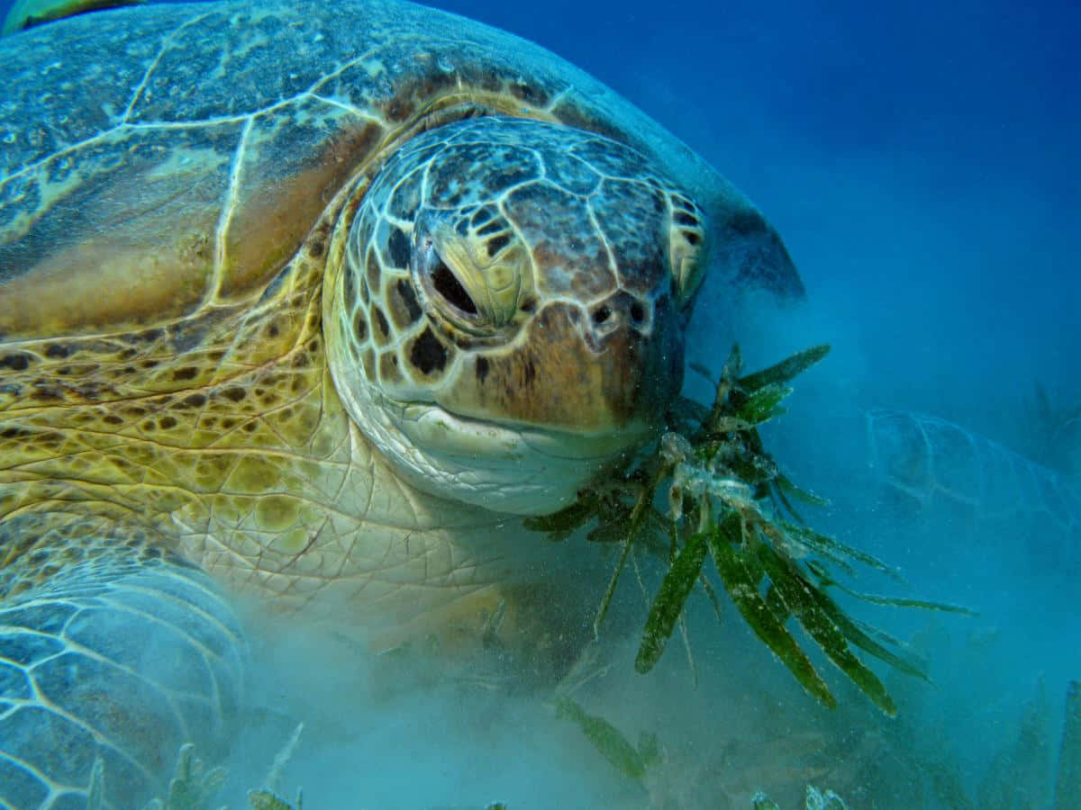Loggerhead Turtle Underwater Wallpaper