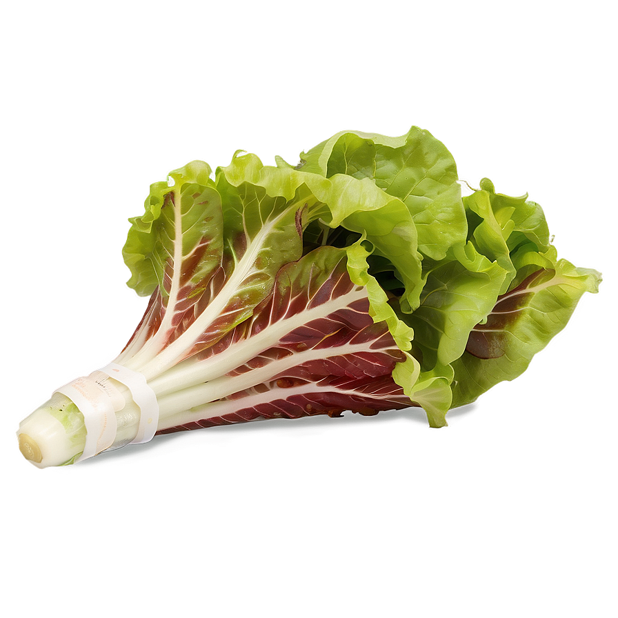 Lollo Rosso Lettuce Png Upd PNG