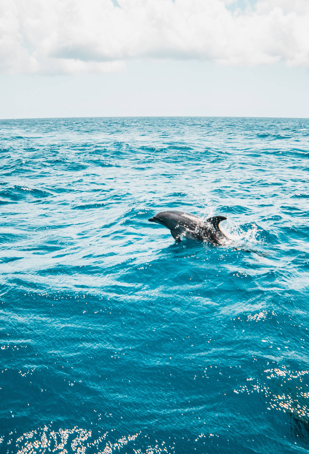 Lone Afloat Dolphin Wallpaper