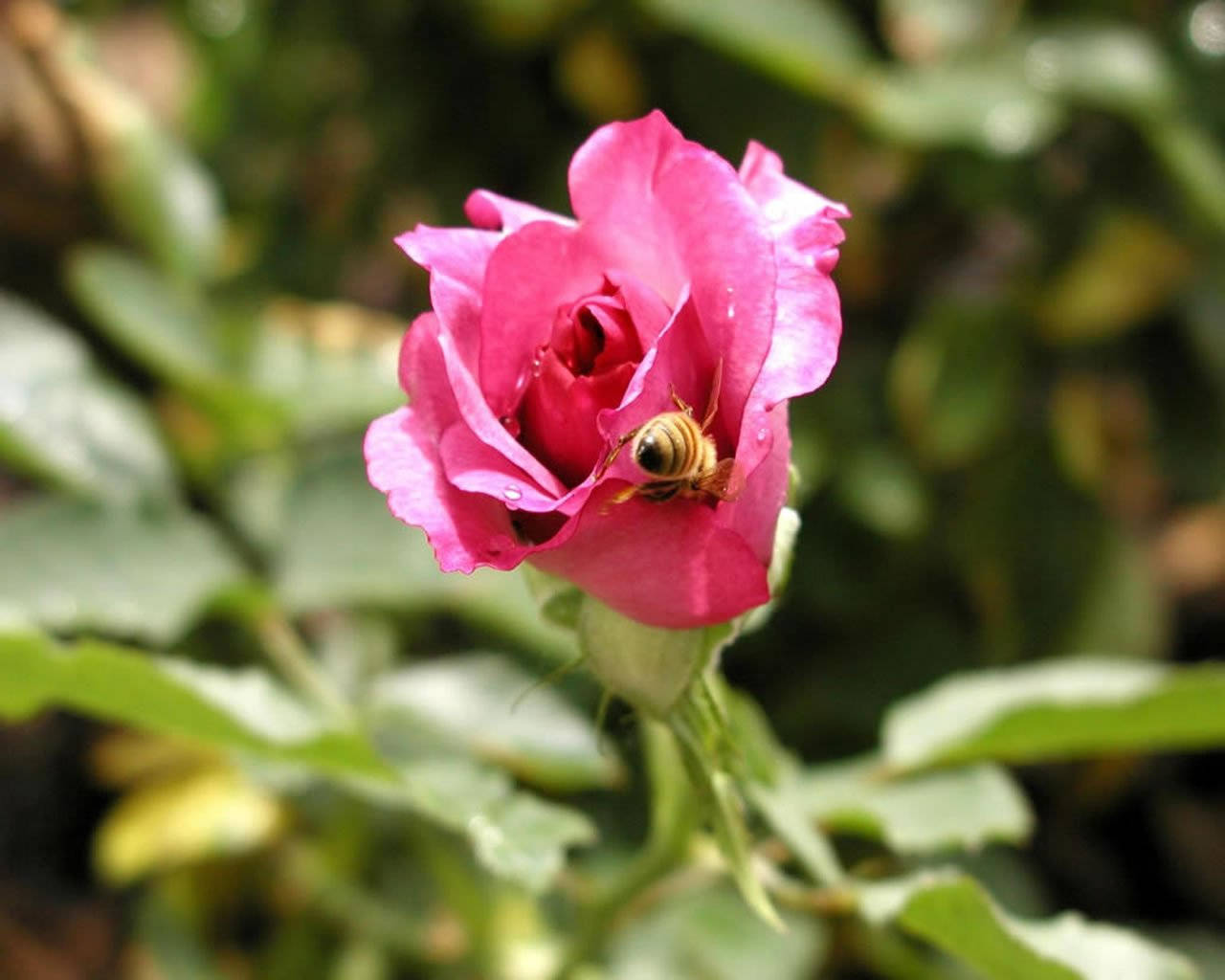 En smuk enkelt roseblomst med en bi på den Wallpaper