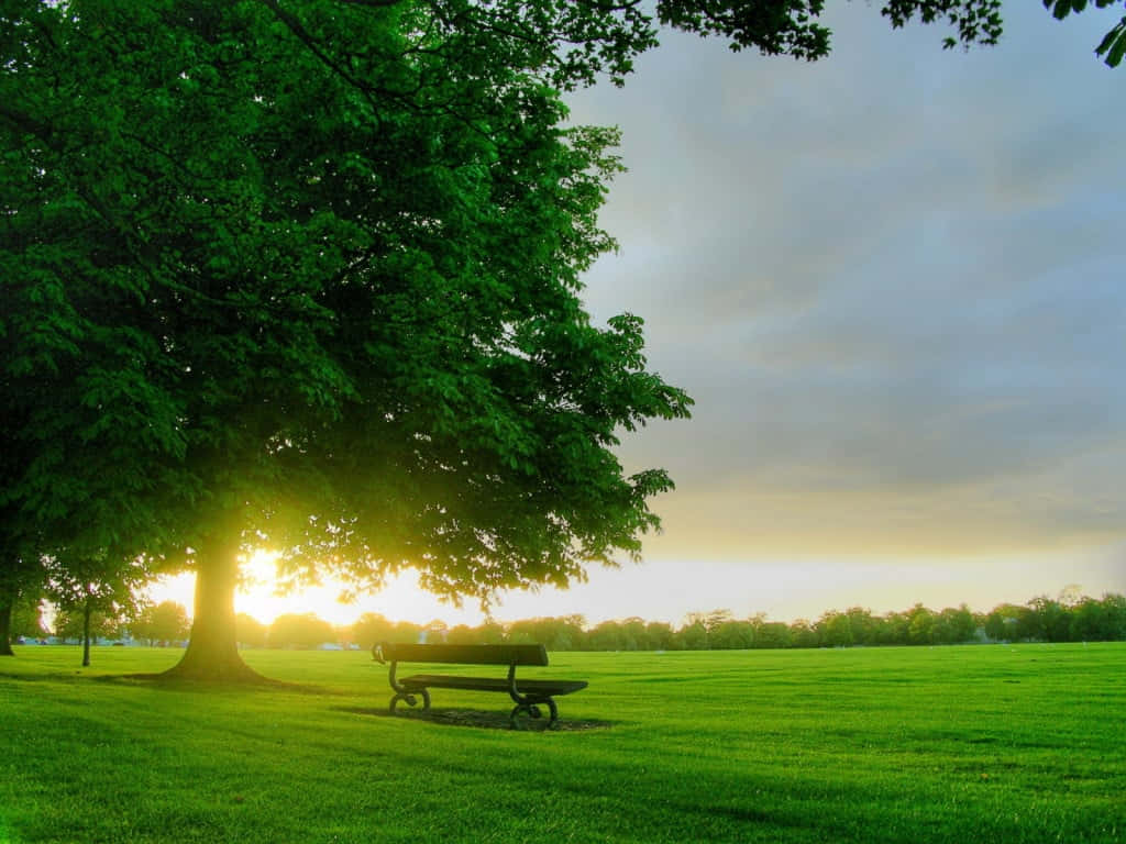 Lone Bench Natural Background Wallpaper