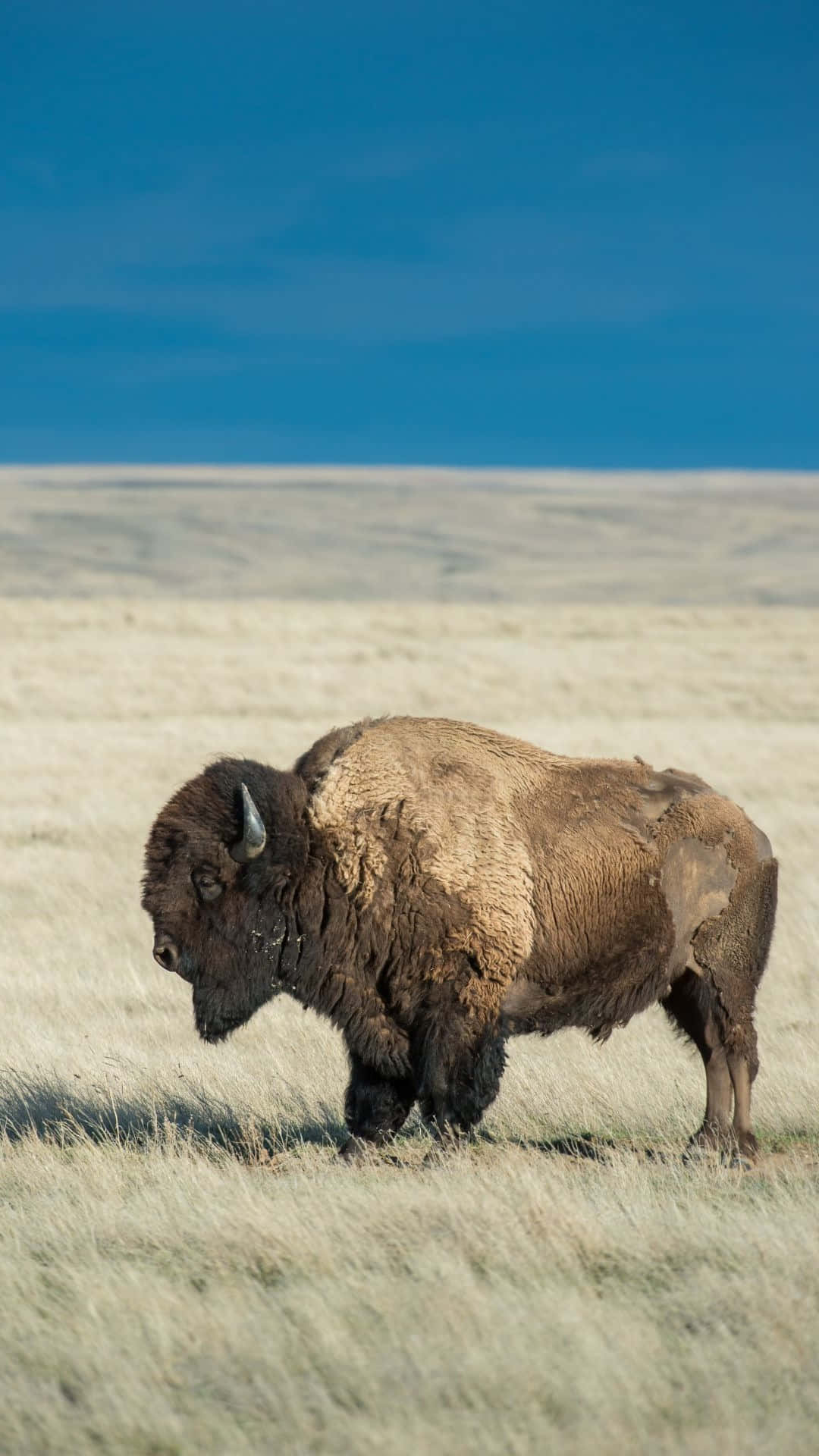 Eenzame Bison Graast Op De Vlaktes.jpg Achtergrond