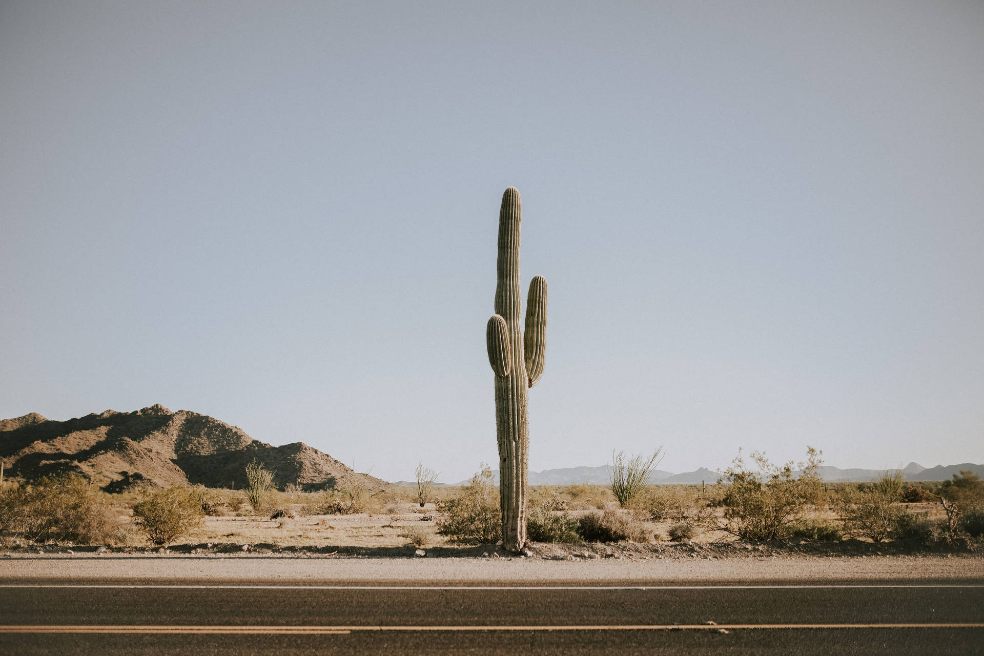 A solitary cactus along a winding desert road Wallpaper