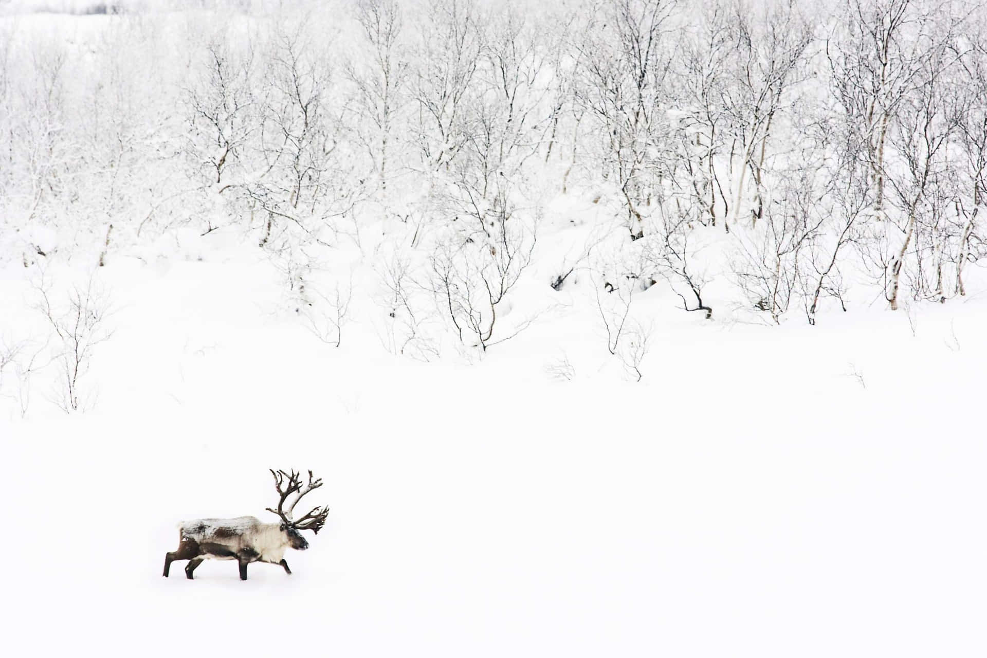 Lone Caribouin Snowy Landscape Wallpaper