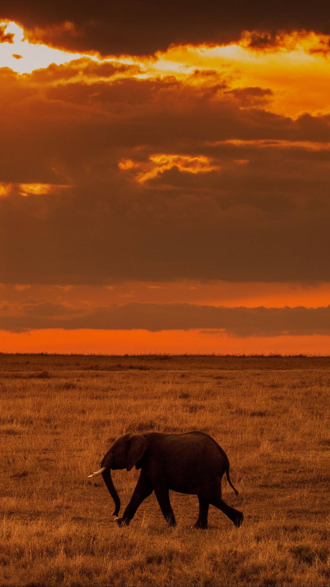 Lone Elephant Africa Iphone Background