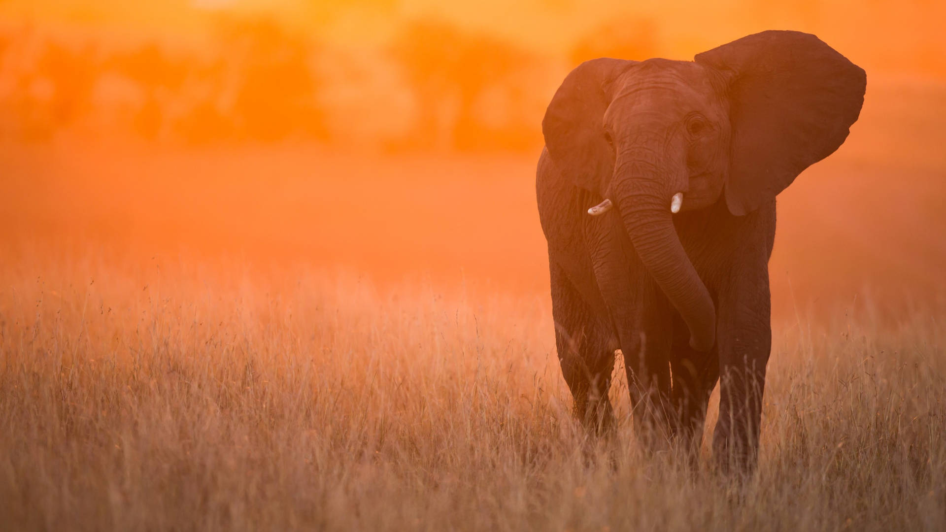 Lone Elephant In Africa 4k Background
