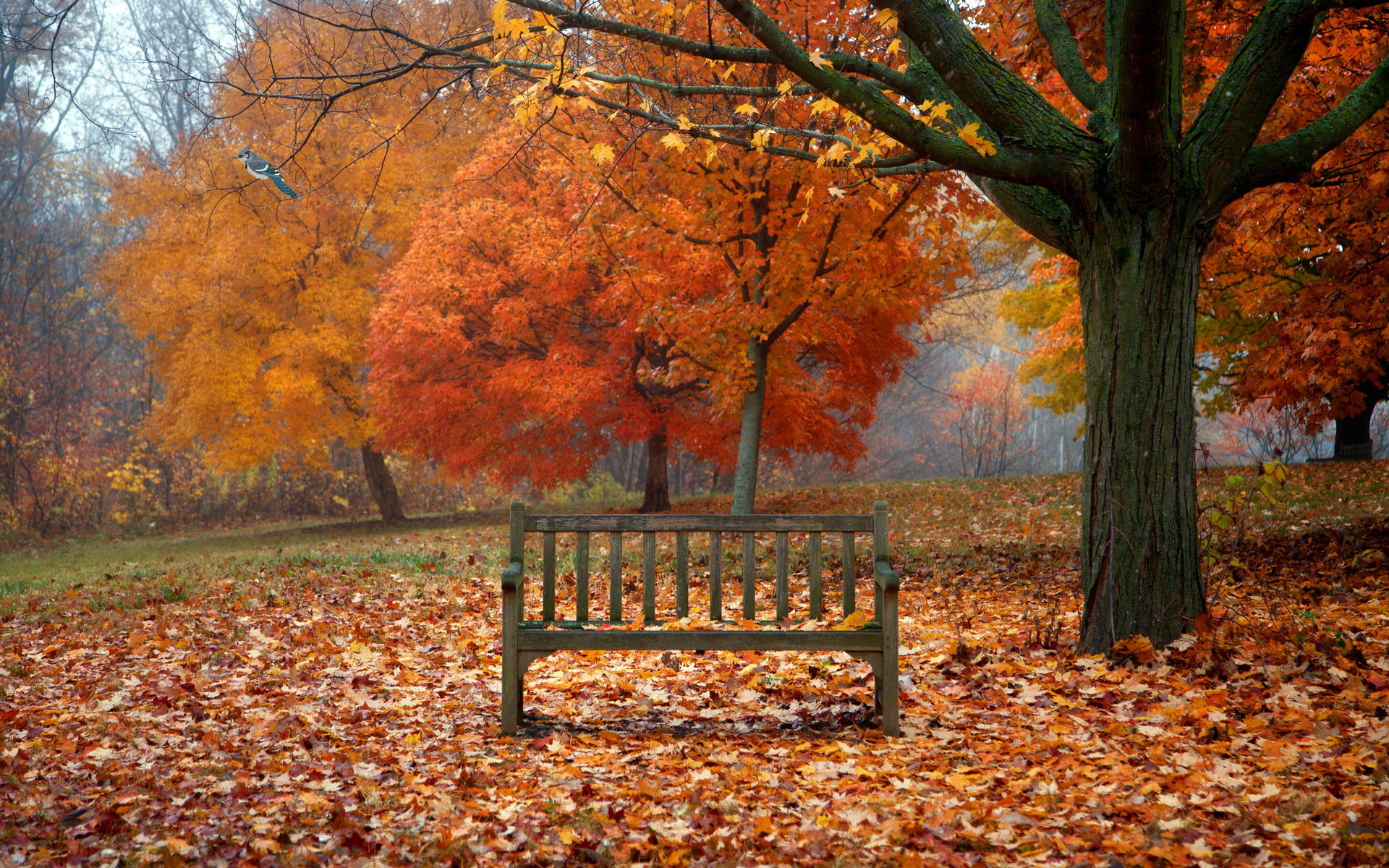Lone Forest Bench Wallpaper