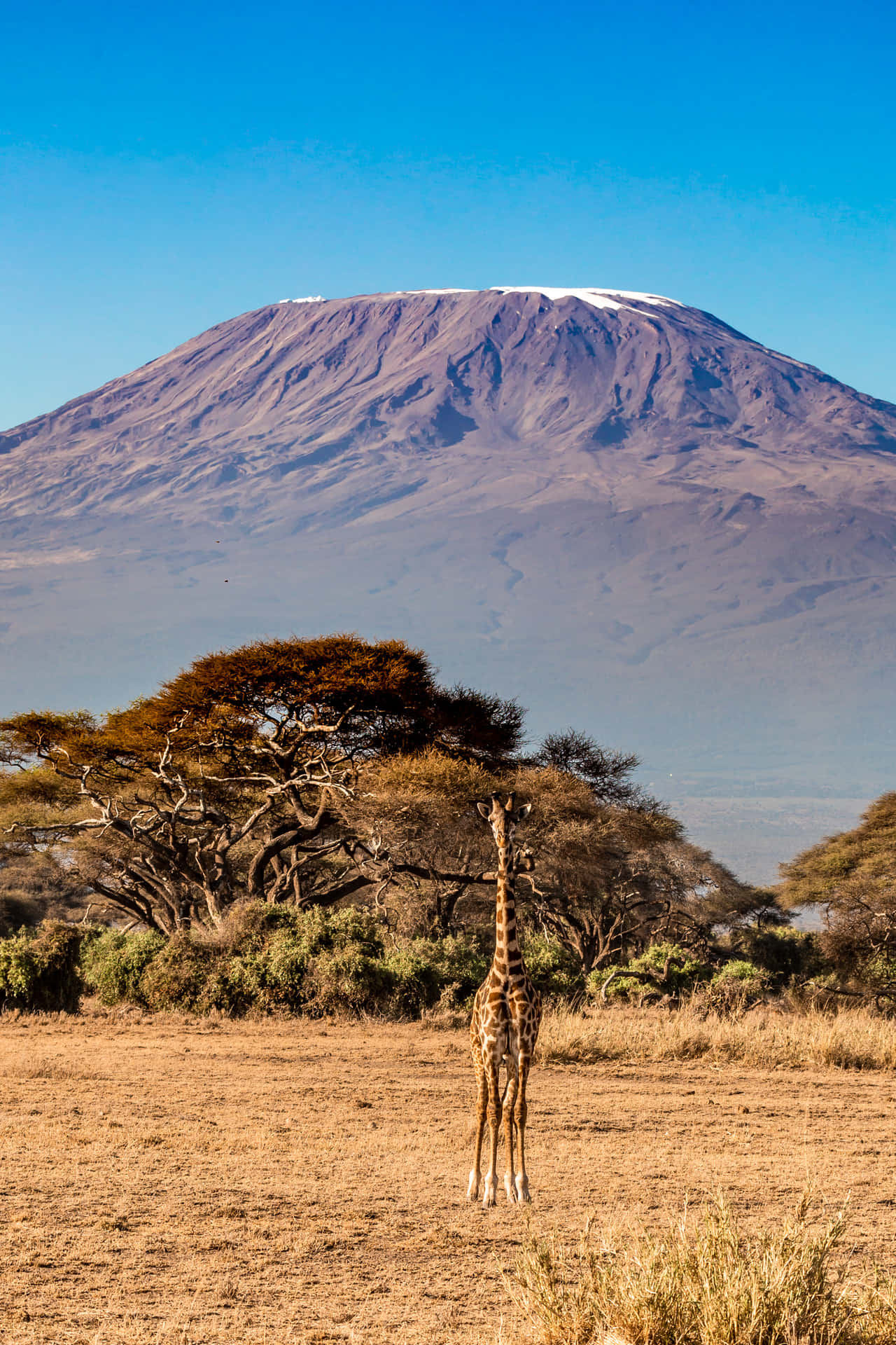 Lone Giraffe On Mount Kilimanjaro Background