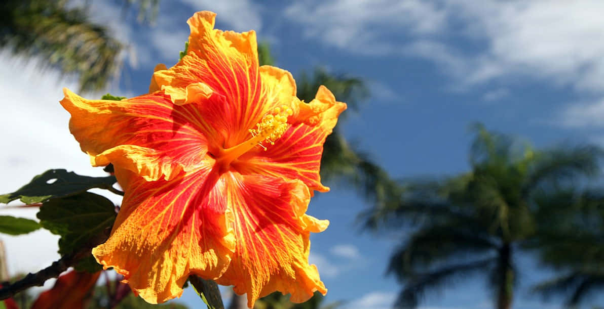 Lone Hibiscus Flower Picture