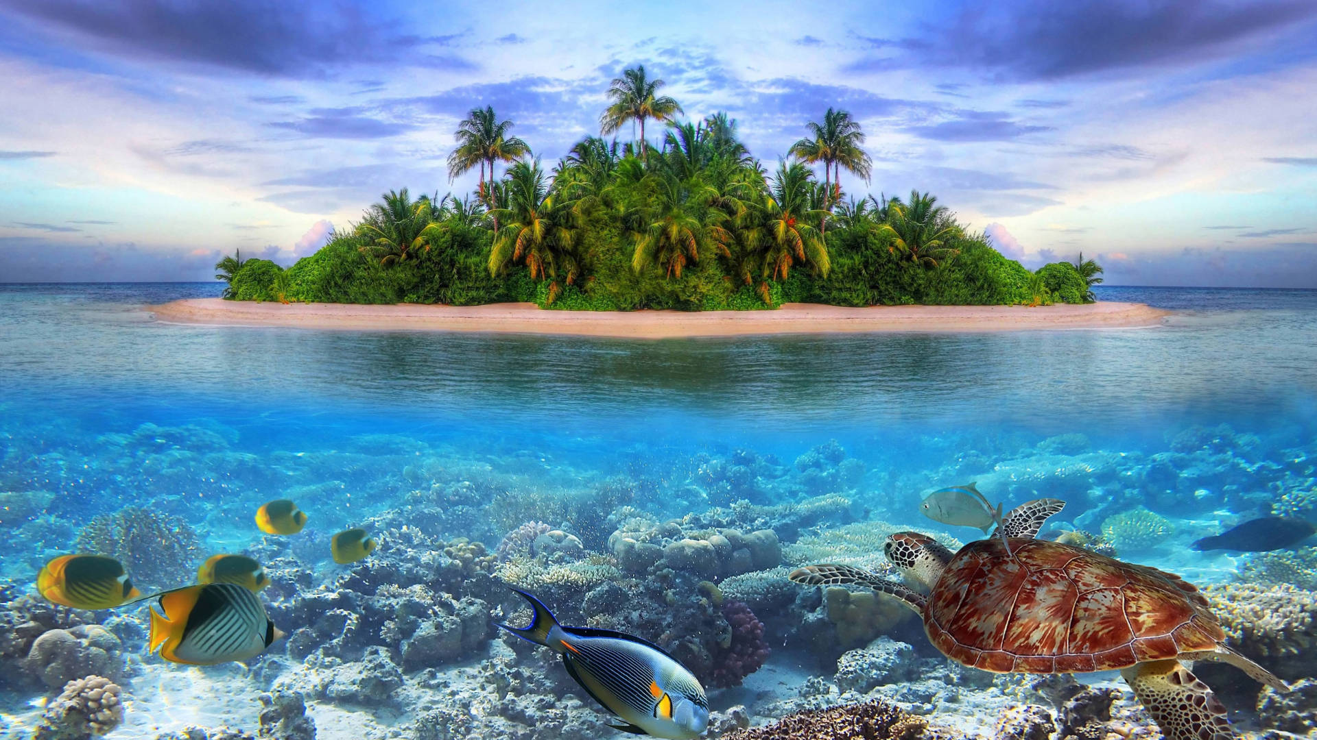 Lone Island Tropical Fish Wallpaper