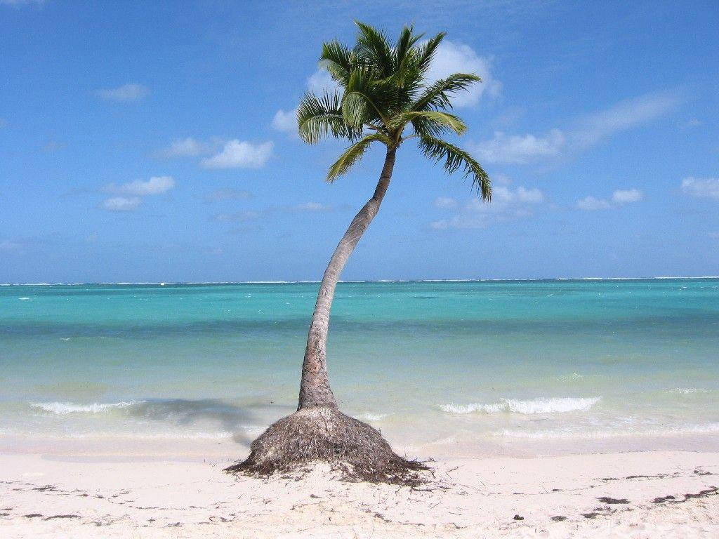 Lone Palm Tree Dominican Republic Wallpaper