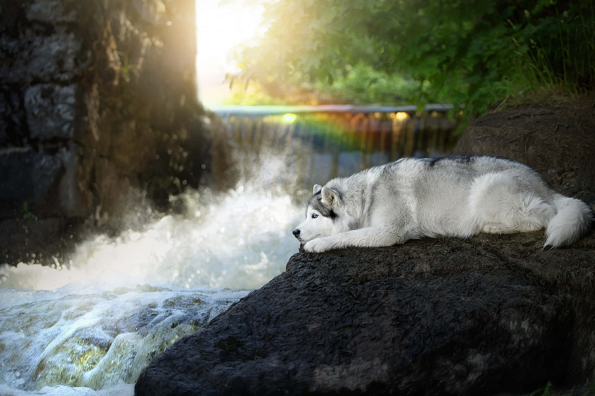 Lone Siberian Husky Pup By The Waterfalls Wallpaper