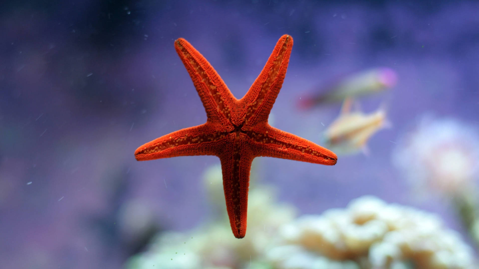 Lone Starfish In Aquarium Wallpaper