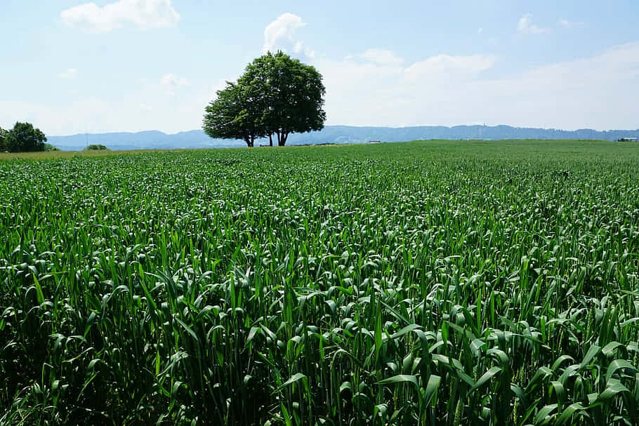 Lone_ Tree_ Amidst_ Green_ Field Wallpaper